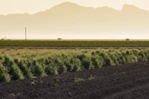 Guayule: la planta que revolucionará la industria del neumático