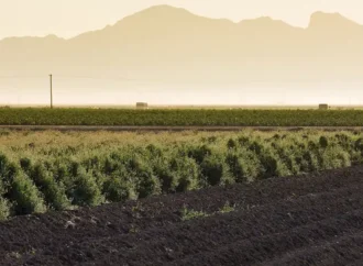 Guayule: la planta que revolucionará la industria del neumático