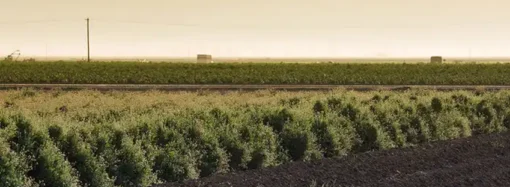 Guayule: la planta que revolucionará la industria del neumático