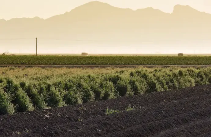 Guayule: la planta que revolucionará la industria del neumático